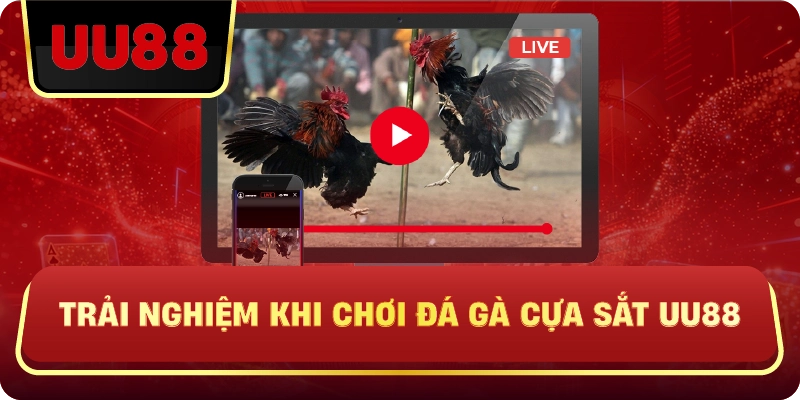 Trải Nghiệm Khi Chơi Đá Gà Cựa Sắt Uu88